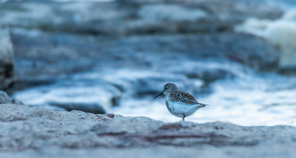 dunlin, sandpiper