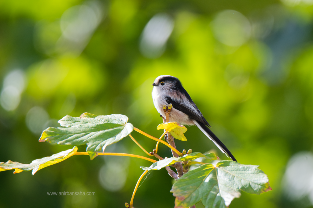 long tailed tit