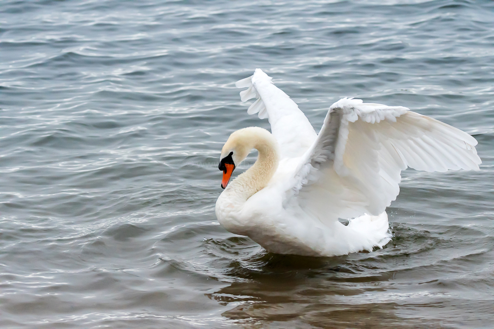 mute swan