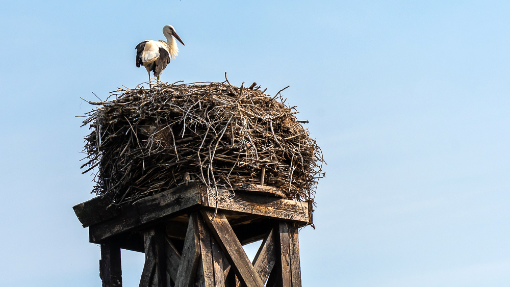 stork in Loburg