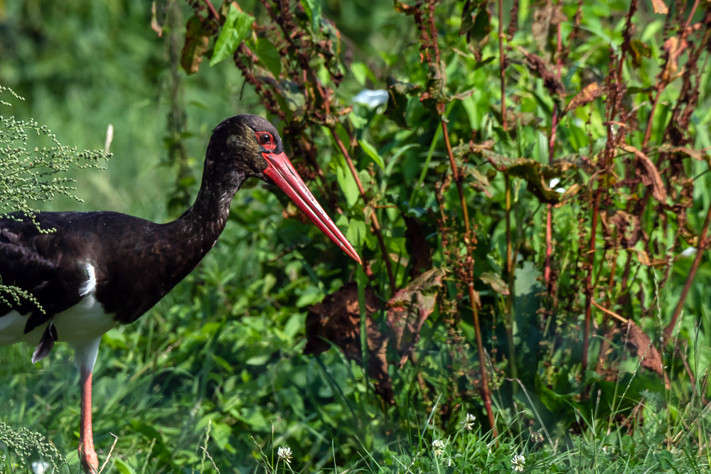 Storchenhof, Loburg, Stork conservation center in Germany