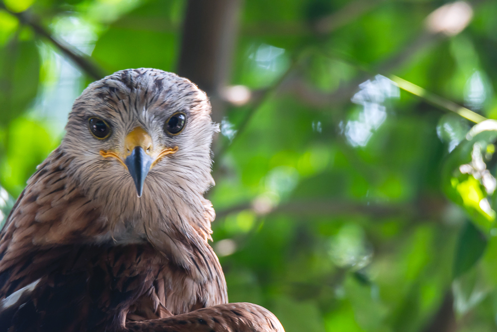 Storchenhof, Loburg, Stork conservation center in Germany, red kite