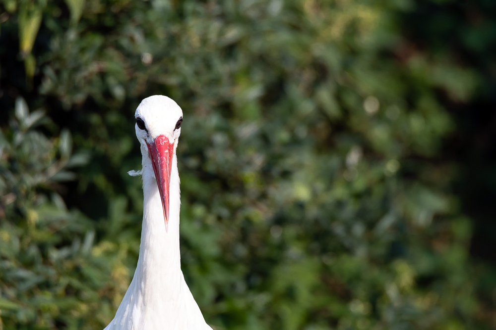 Storchenhof, Loburg, Stork conservation center in Germany