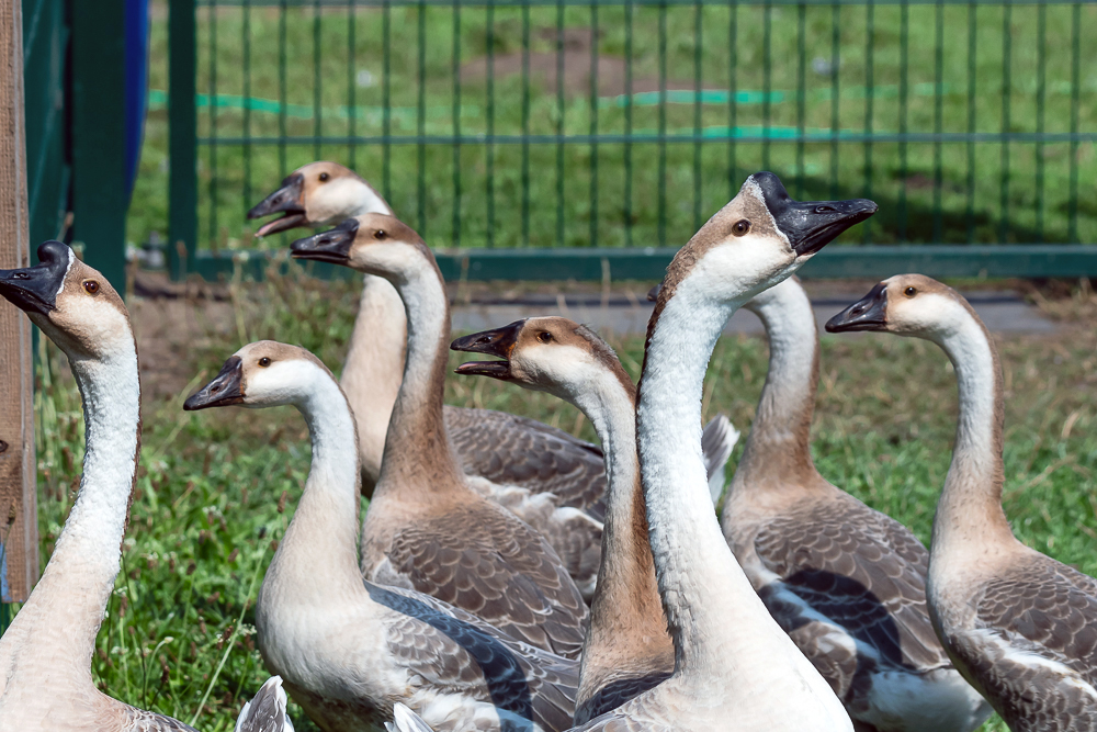 Storchenhof, Loburg, Stork conservation center in Germany, Swangoose