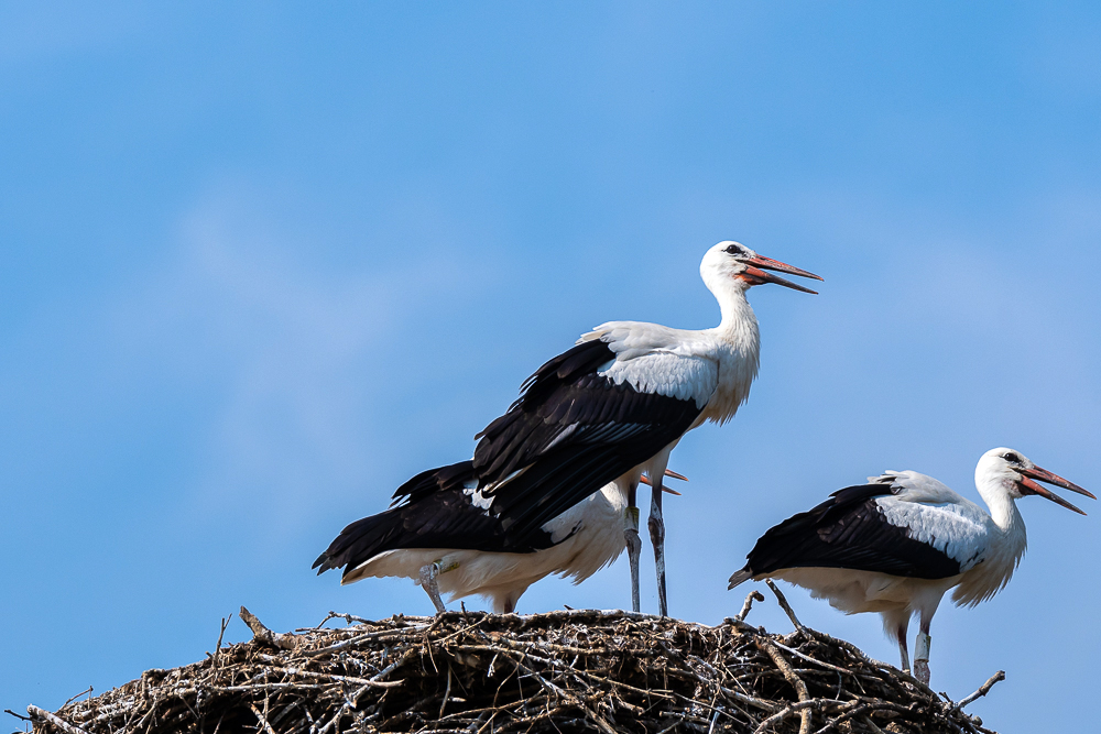 Storchenhof, Loburg, Stork conservation center in Germany