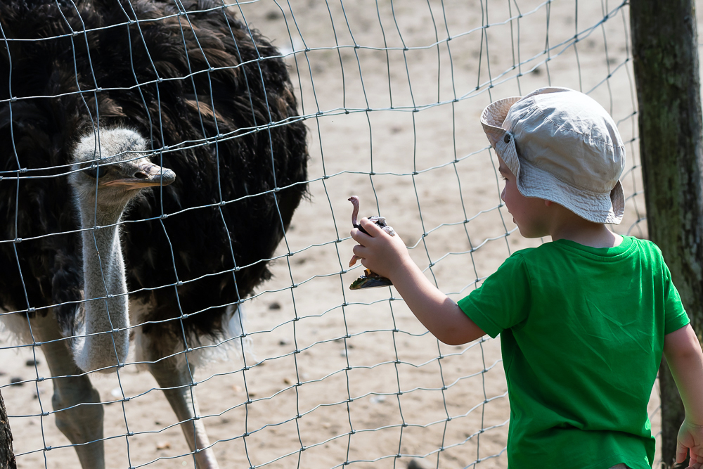 Straussenland, Nedlitz, Ostrich farm in Germany