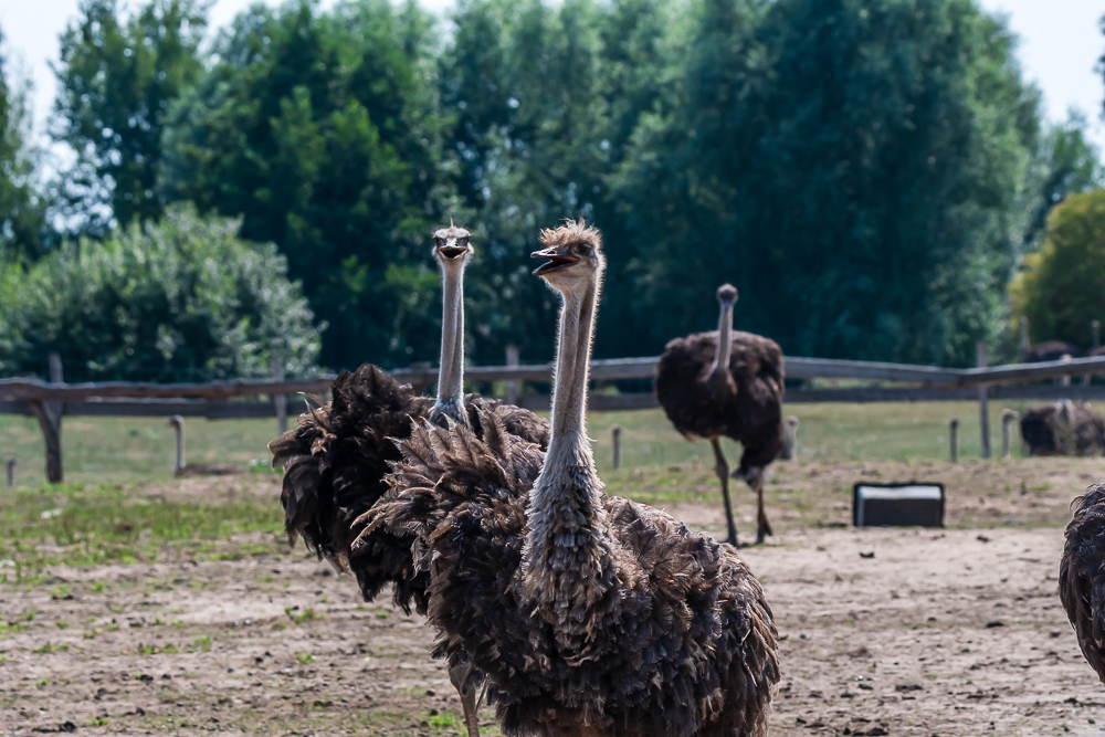 Straussenland, Nedlitz, Ostrich farm in Germany