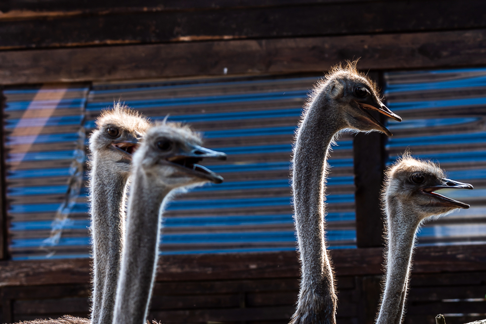 Straussenland, Nedlitz, Ostrich farm in Germany