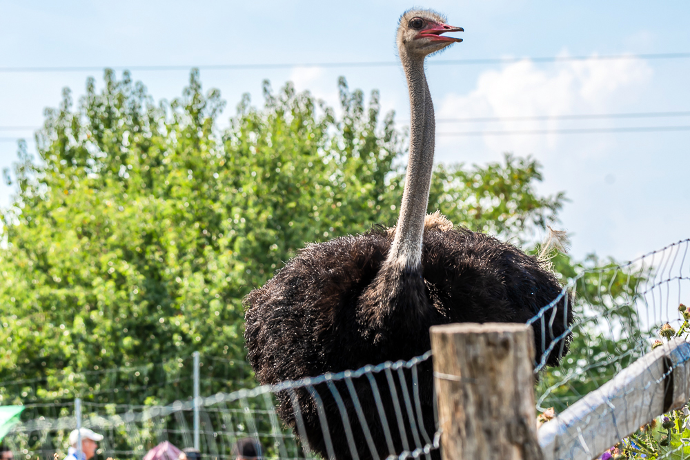 Straussenland, Nedlitz, Ostrich farm in Germany