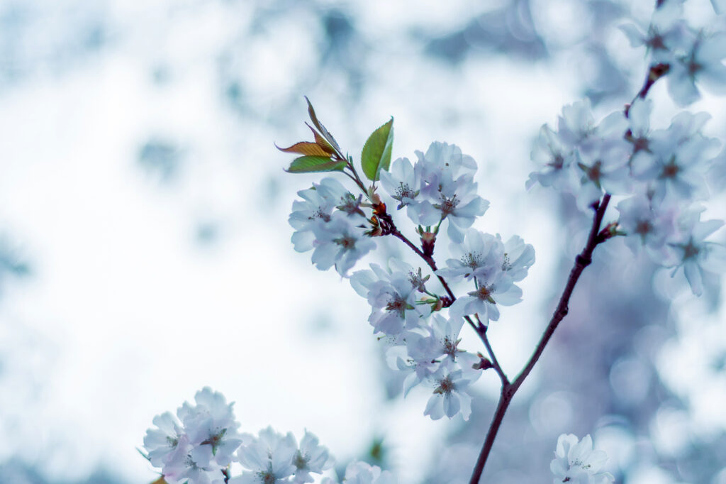 spring in magdeburg