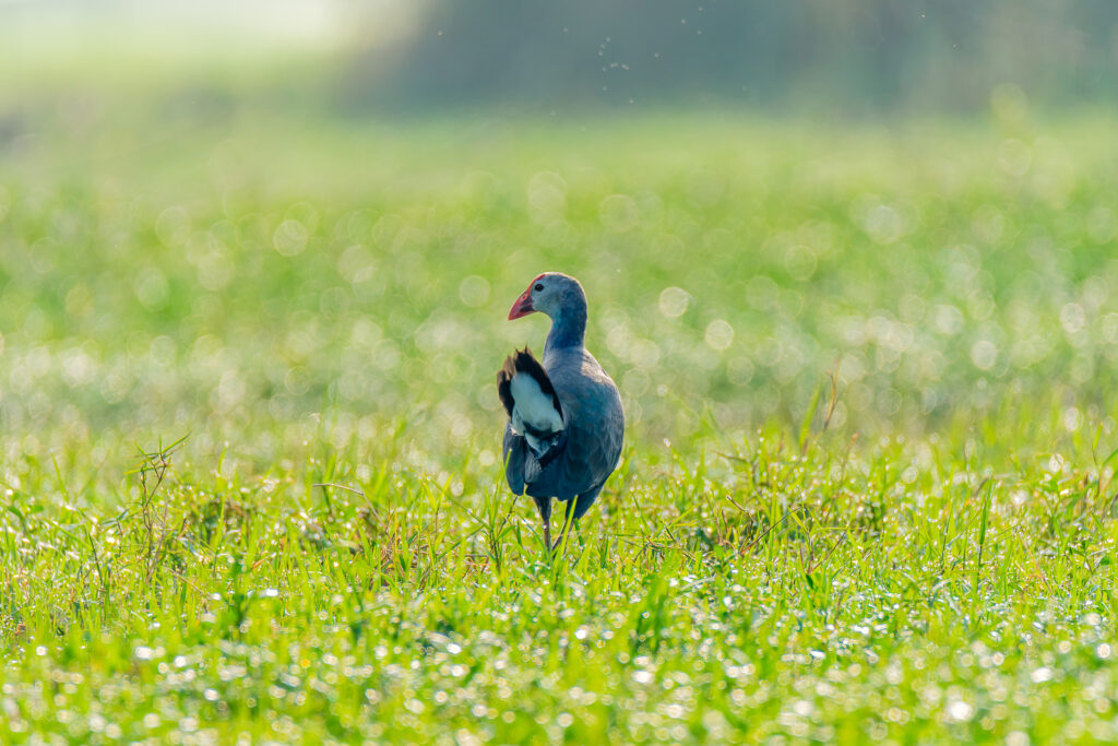 Purple Swamphen | Baruipur | 7 February 2022