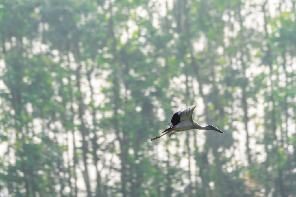 Open Billed Stork | Baruipur | 7 February 2022