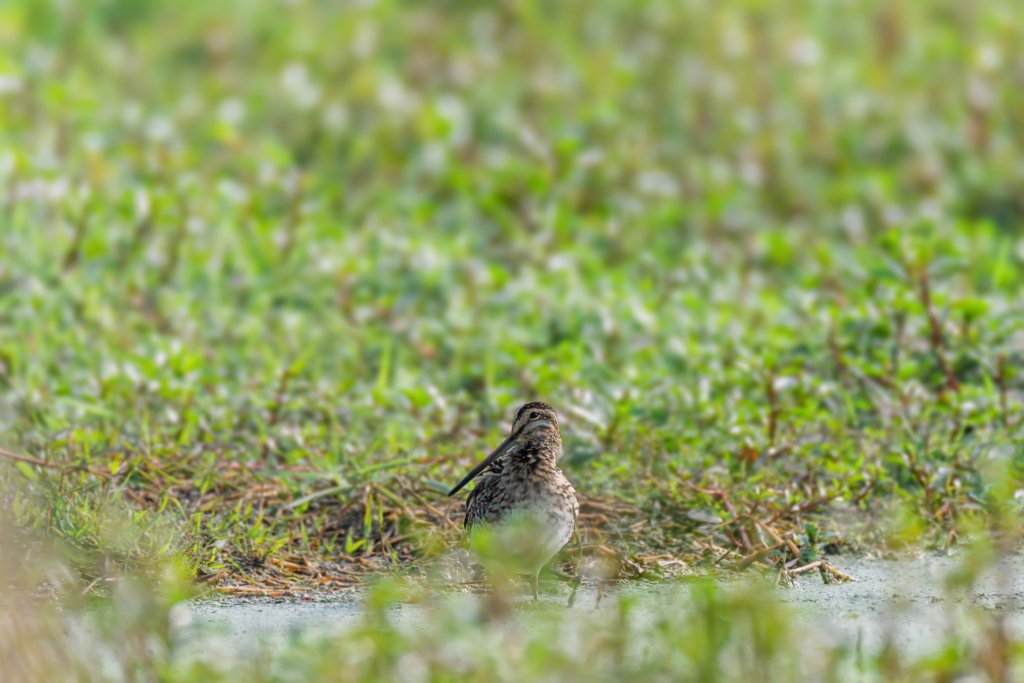 common snipe