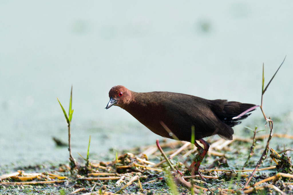 Ruddy-breasted Crake