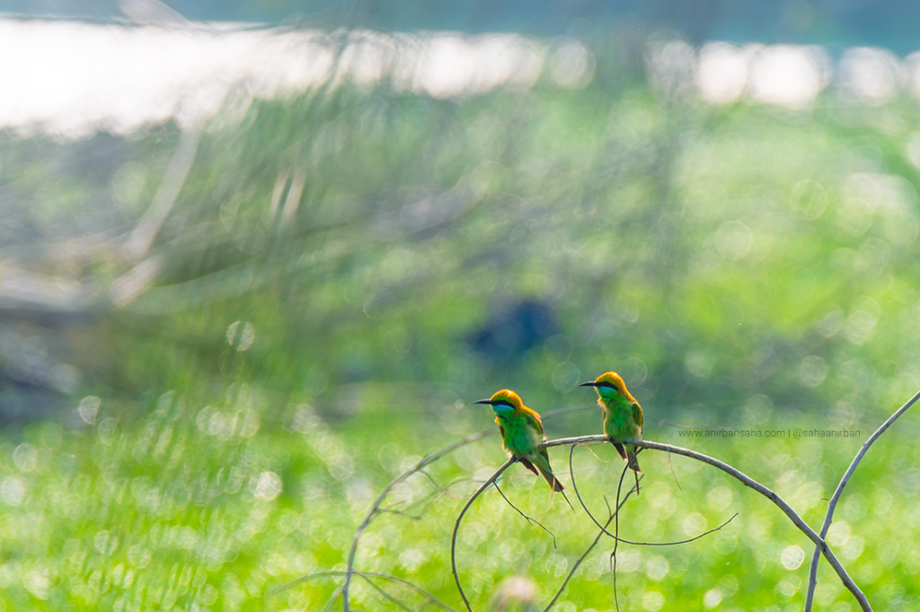 Green Bee eater | Baruipur | 7 February 2022