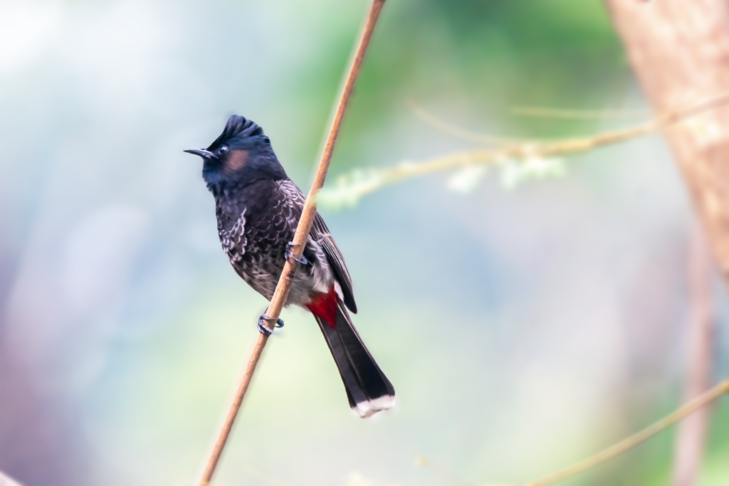 Red vented Bulbul | Rabindra Sarobar Lake | 8 February 2022