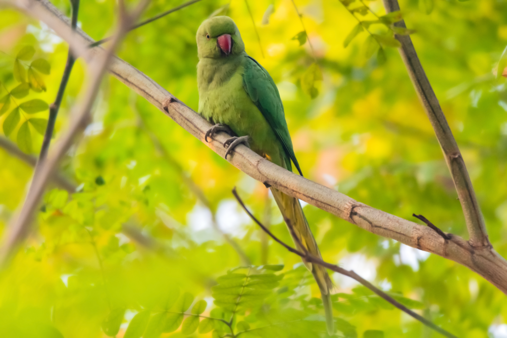 Nose ringed Parakeet | Rabindra Sarobar Lake | 8 February 2022