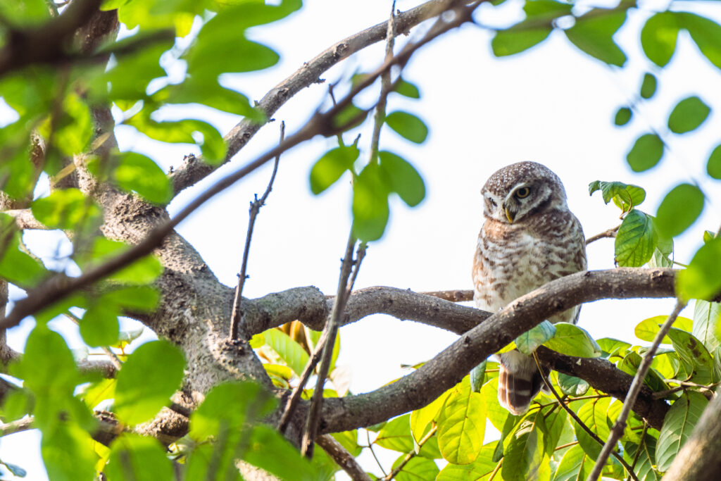 Spotted Owlet | Rabindra Sarobar Lake | 8 February 2022