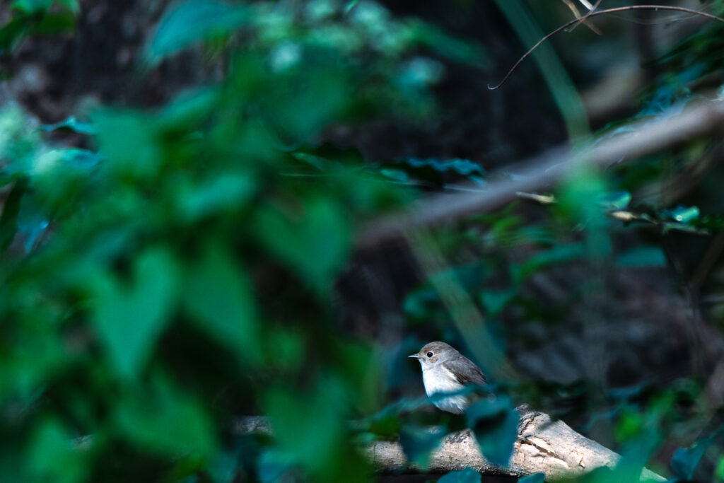 Taiga Flycatcher | Rabindra Sarobar Lake | 8 February 2022