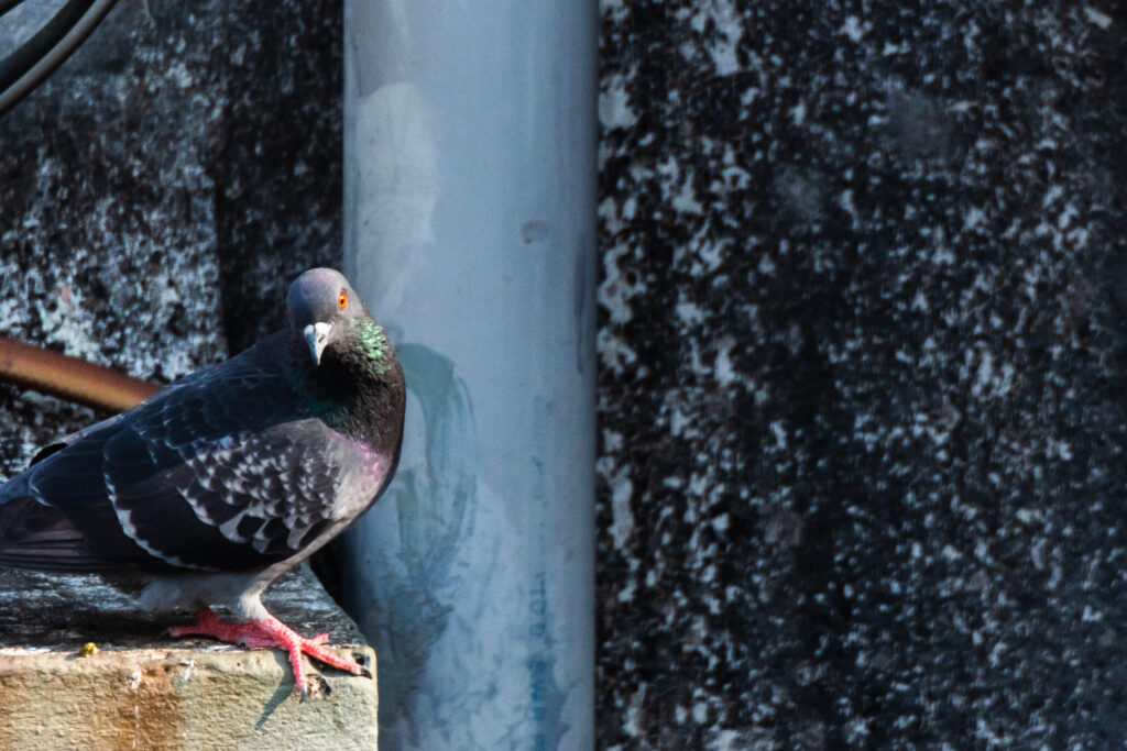 Random Pigeon | Dum Dum Park | 20 February 2022