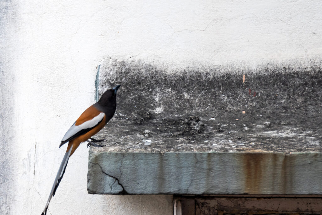 Rufous Treepie | Dum Dum Park | 20 February 2022