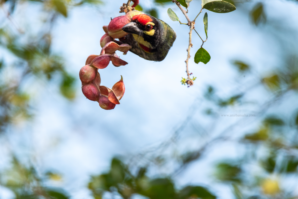 Coppersmith Barbet | Opposite Shreebhumi, on the Salt Lake side | 22 March 2022