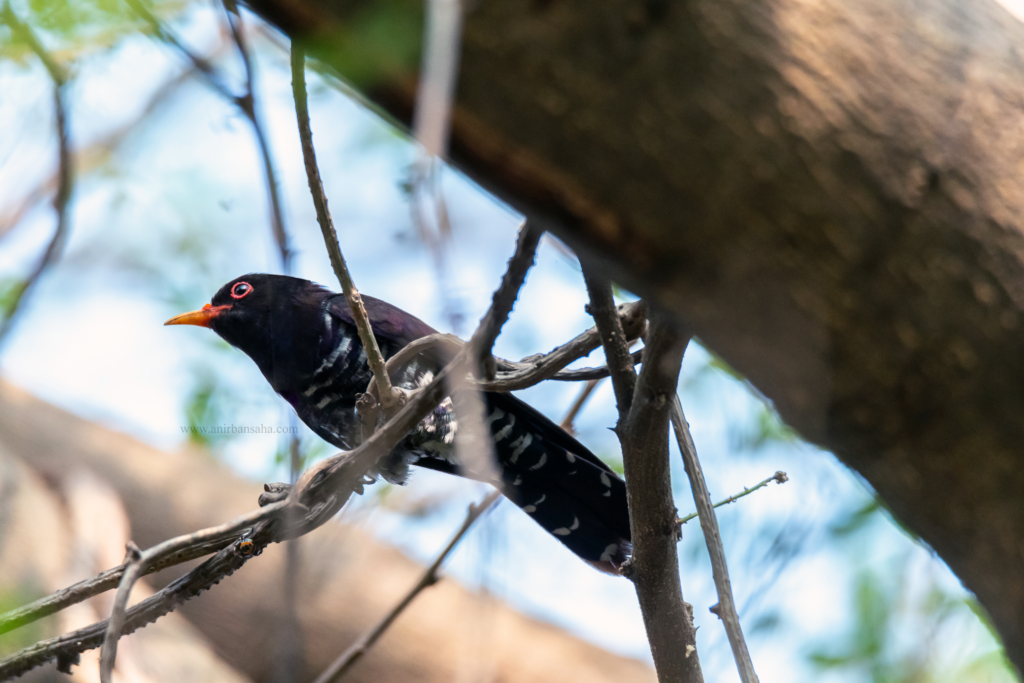 Violet Cuckoo | Opposite Shreebhumi, on the Salt Lake side | 22 March 2022