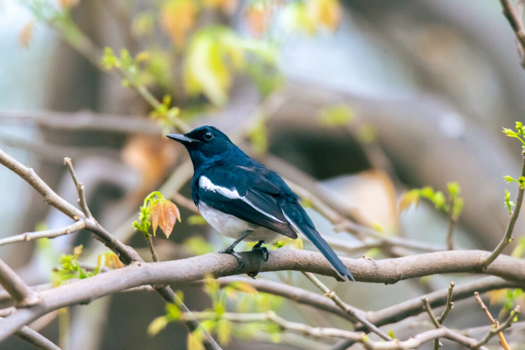 Oriental Magpie Robin | Opposite Shreebhumi, on the Salt Lake side | 22 March 2022