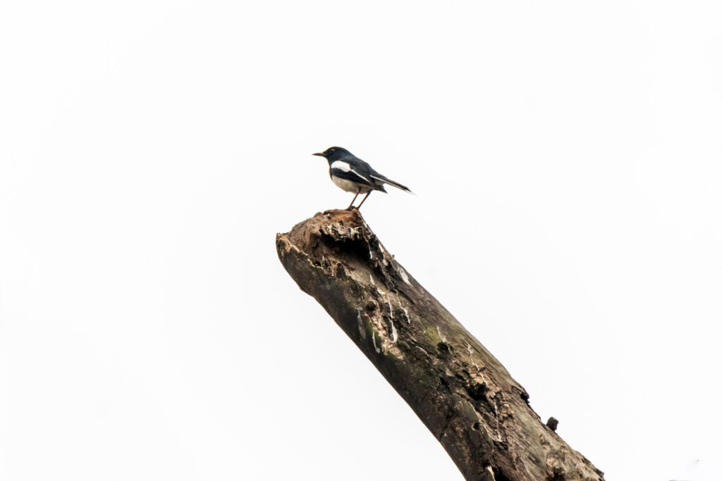 Oriental Magpie Robin | Opposite Lake Town, on the Salt Lake side | 23 March 2022