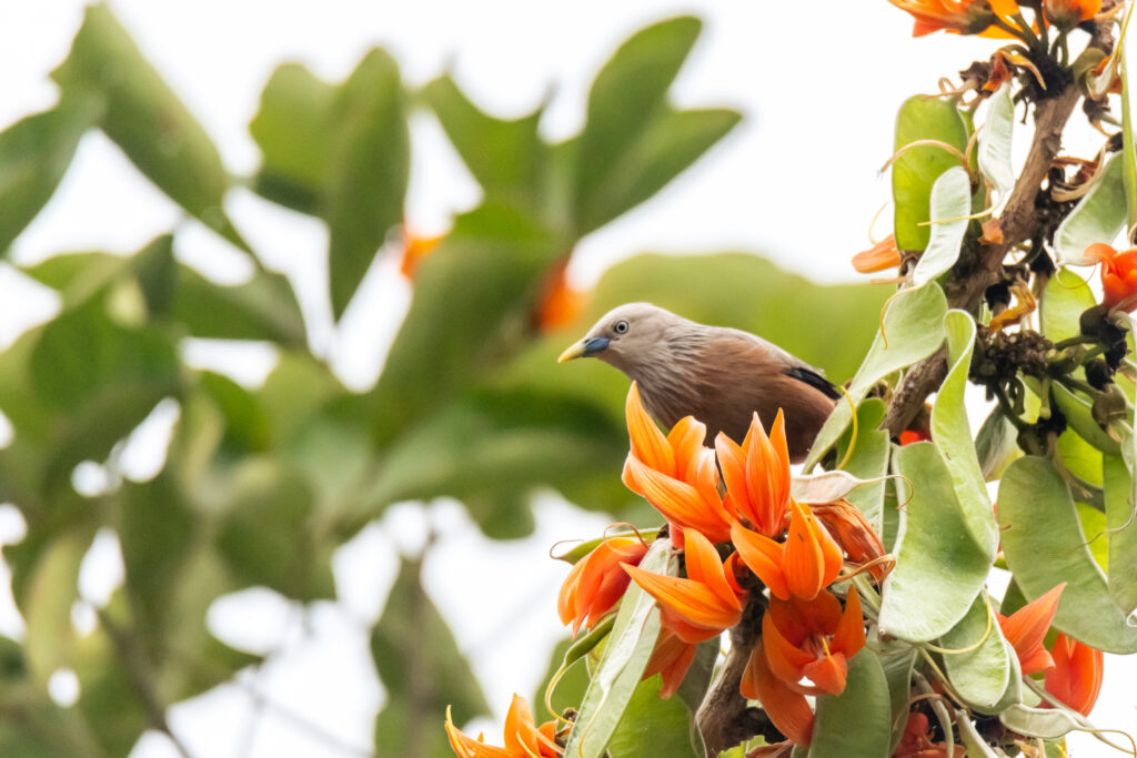 chestnut-tailed Starling | Opposite Lake Town, on the Salt Lake side | 23 March 2022