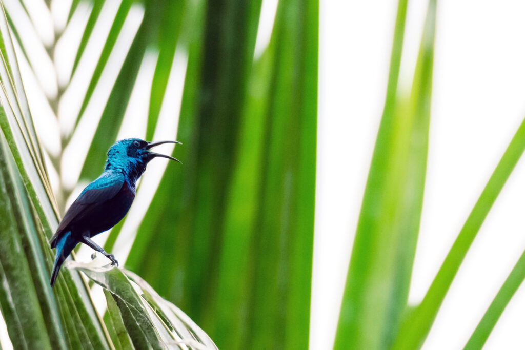 Purple Sunbird | My home in Dum Dum Park | 25 March 2022