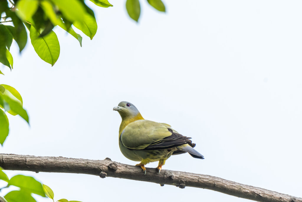 Yellow-footed Pigeon