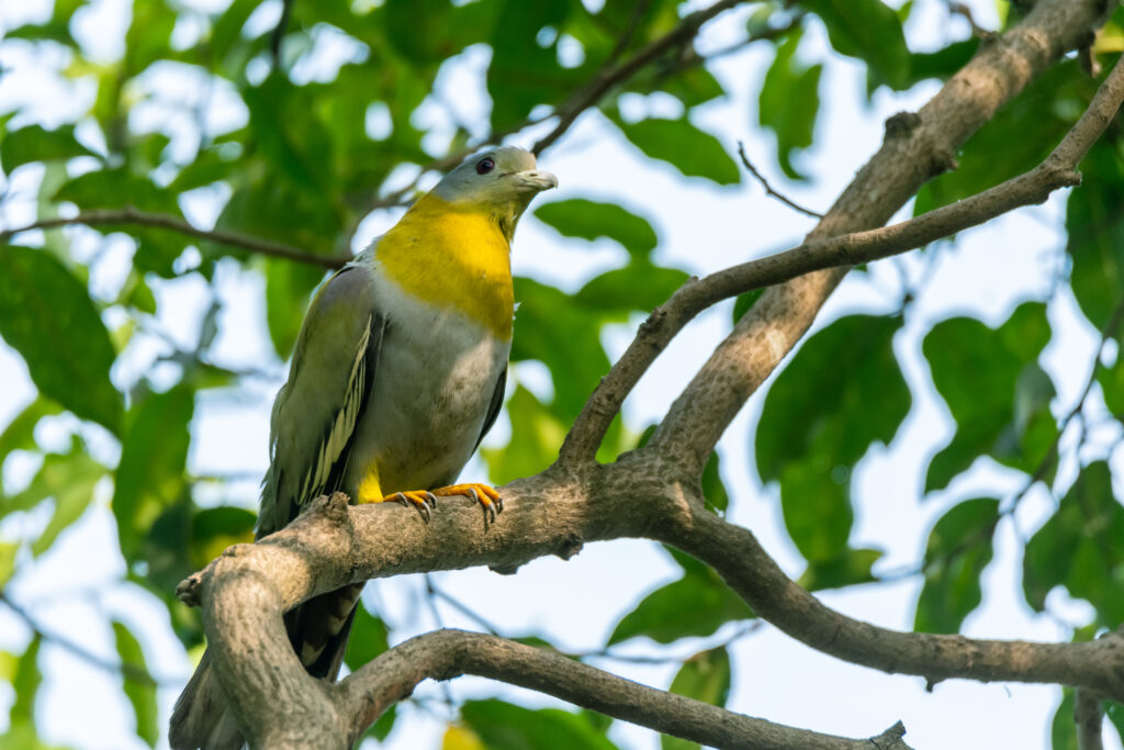 Yellow-footed Pigeon