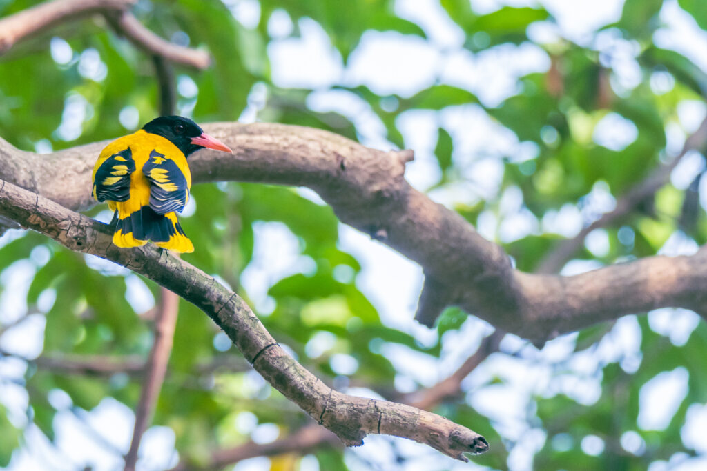 Black hooded Oriole | Central Park Salt Lake | 29 March 2022