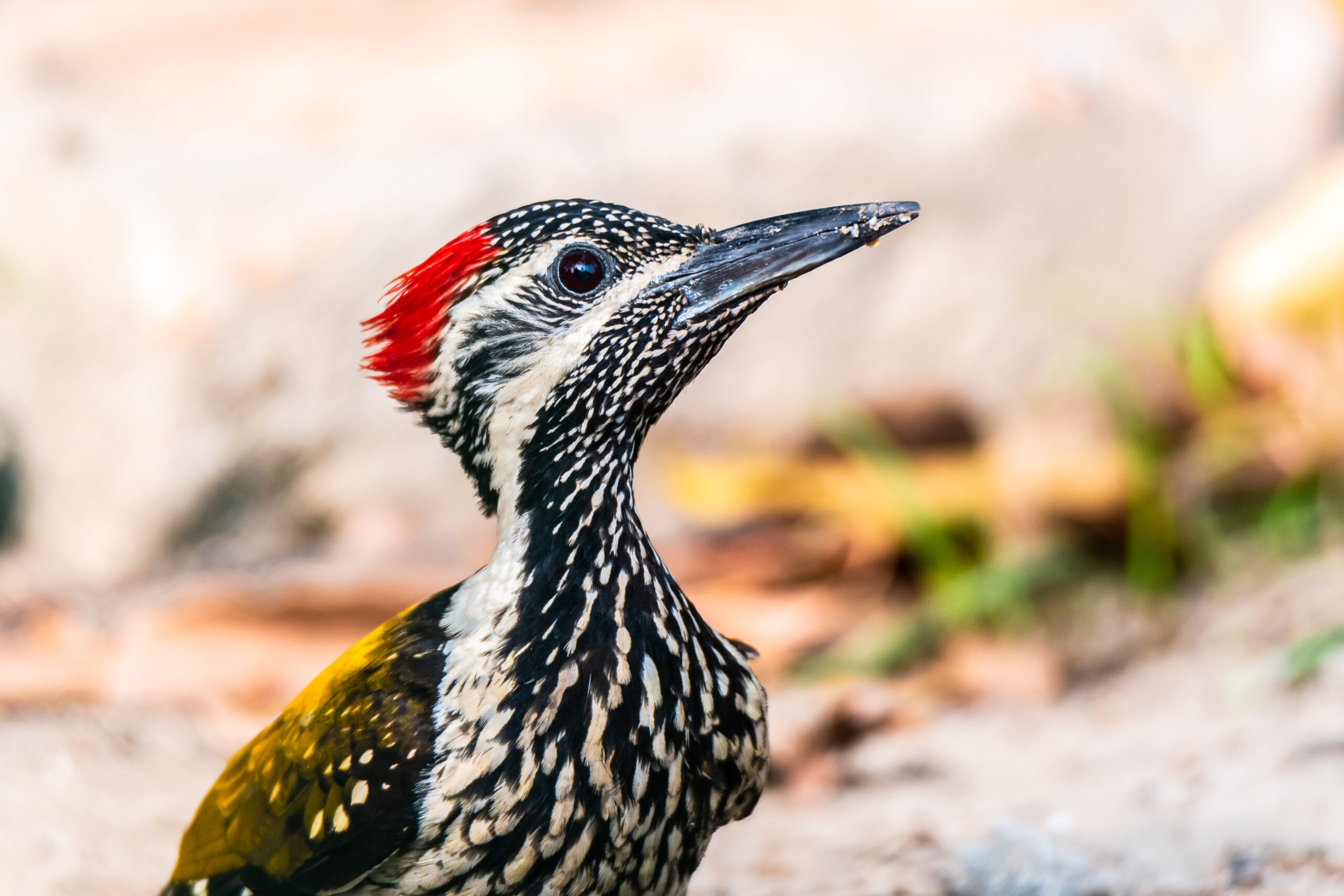 Black-rumped flameback | Central Park Salt Lake | 29 March 2022