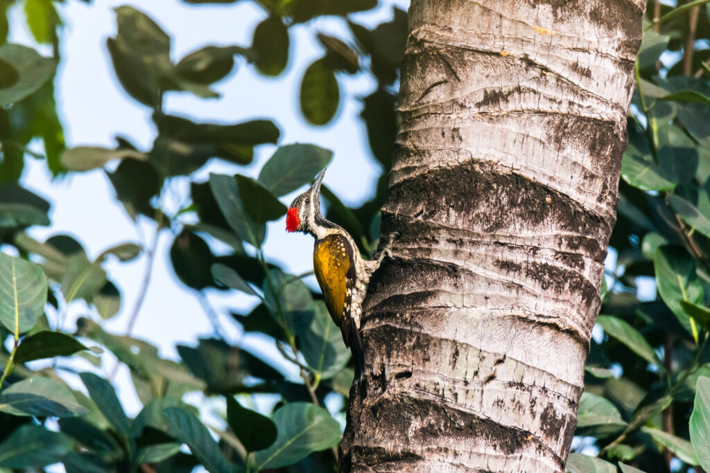 Black-rumped flameback | Central Park Salt Lake | 29 March 2022