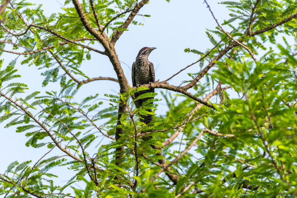 Asian Koel