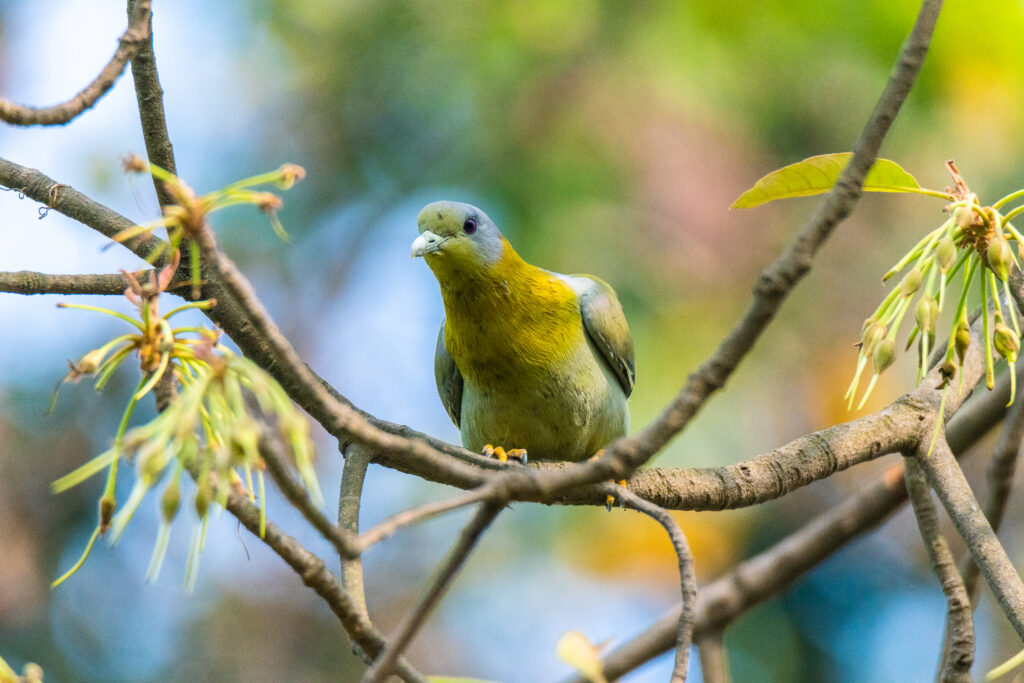 Yellow-footed Pigeon