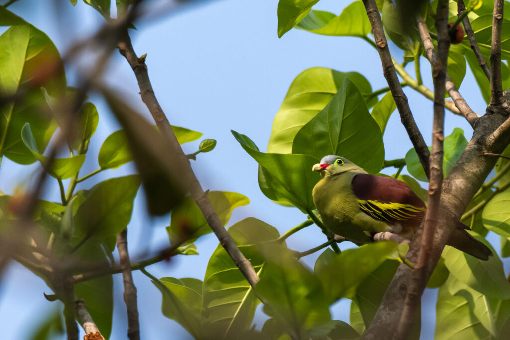 thick billed green pigeon
