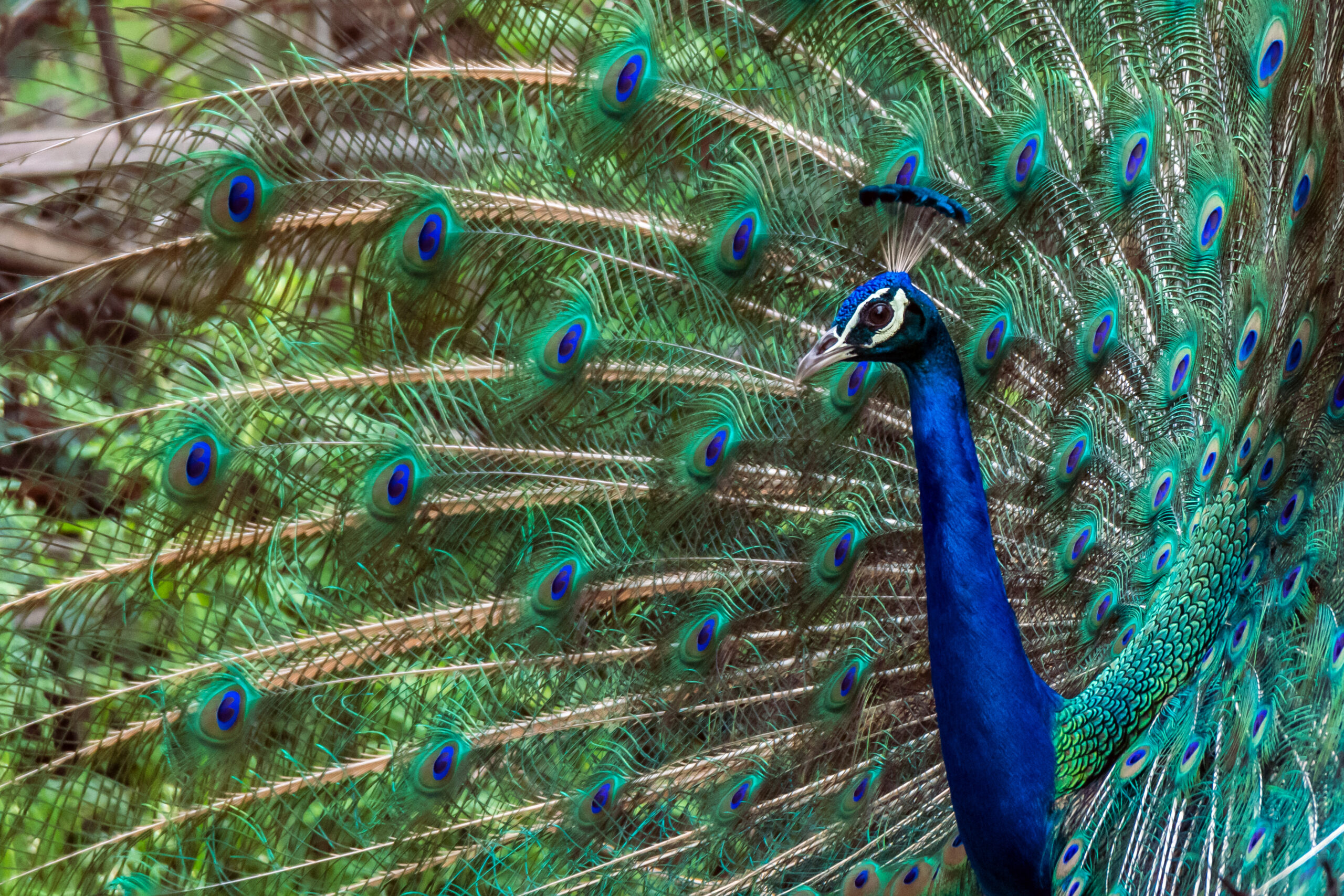 I Saw Peacocks At The Okhla Bird Sanctuary In Noida!