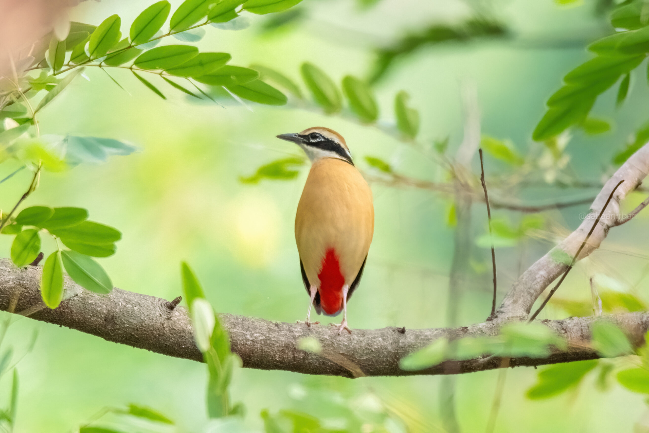 From Trogon to a possible viral Infection: My Experience in Kuldiha Wildlife Sanctuary