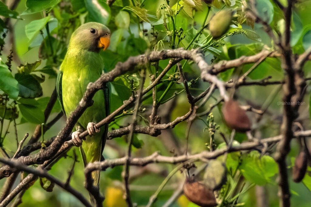 plum headed parakeet