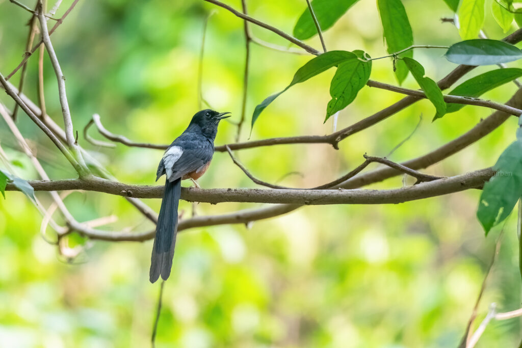 White-rumped Shama