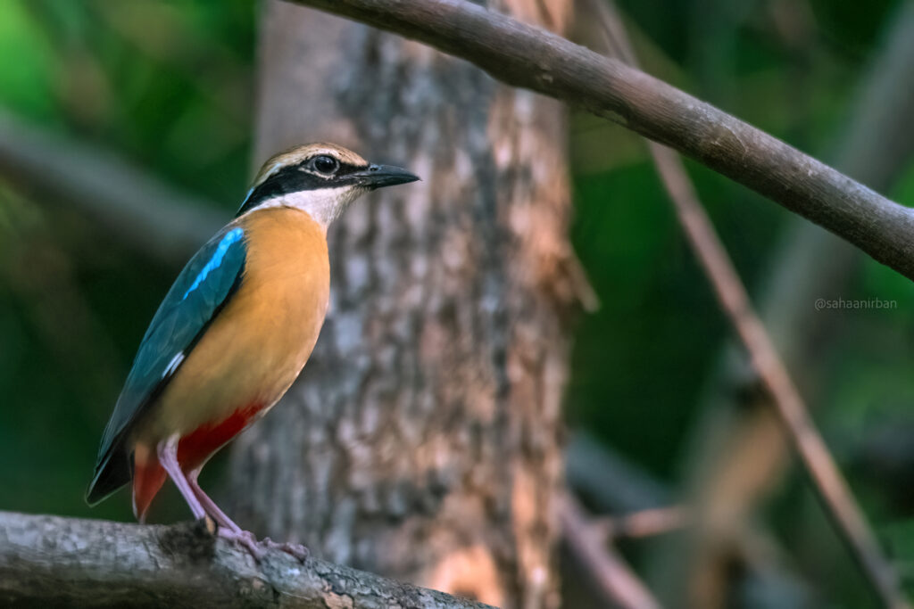 Indian Pitta