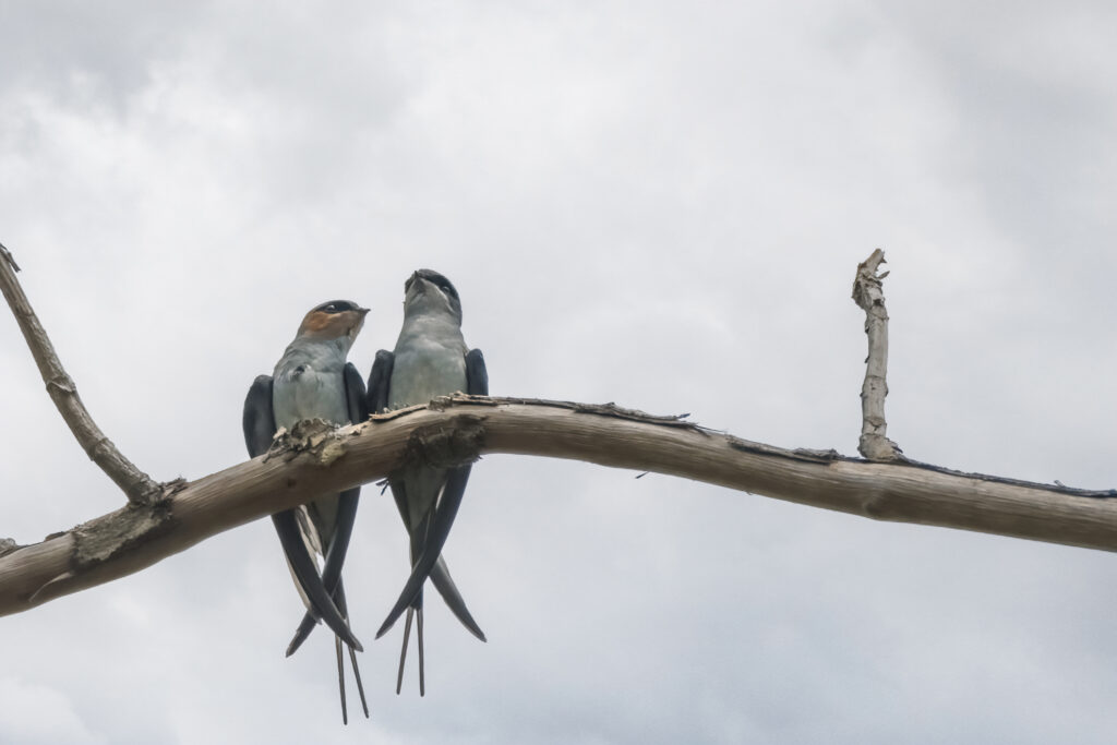 crested treeswift