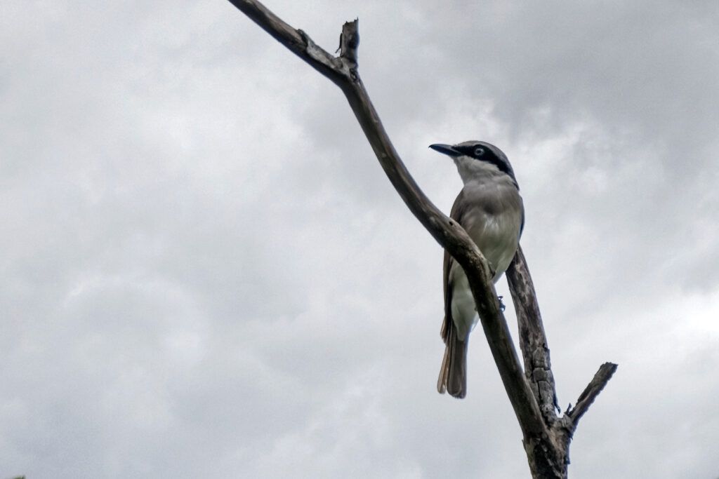 large wood shrike