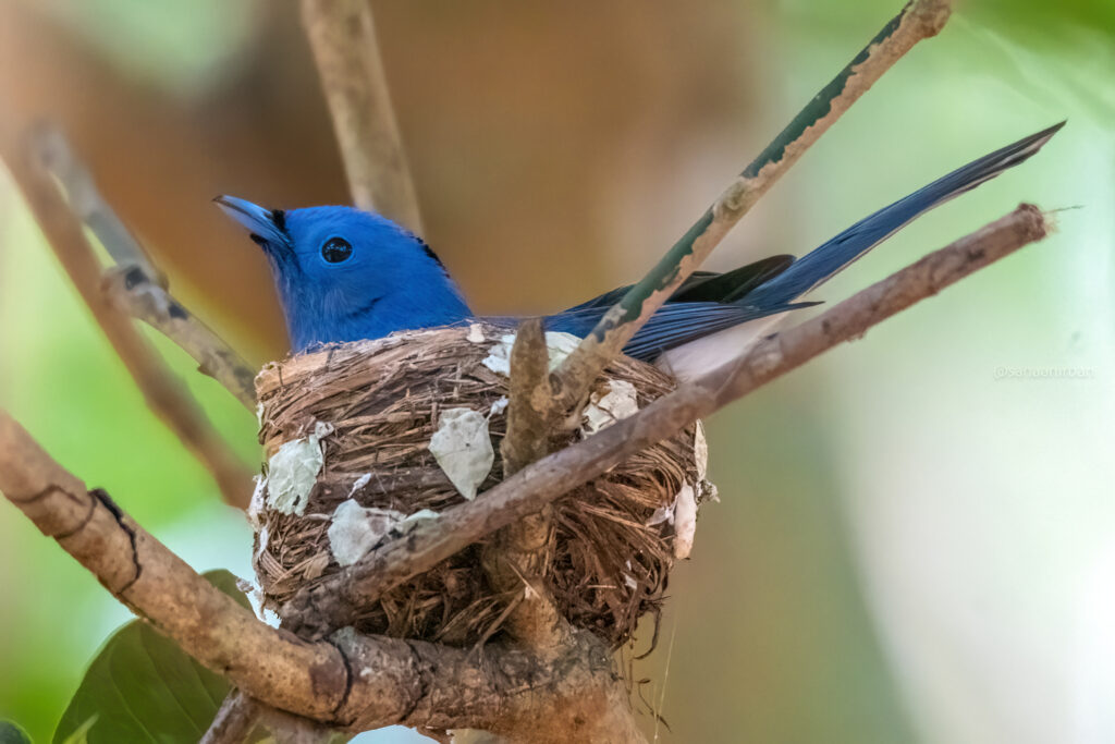 black naped monarch