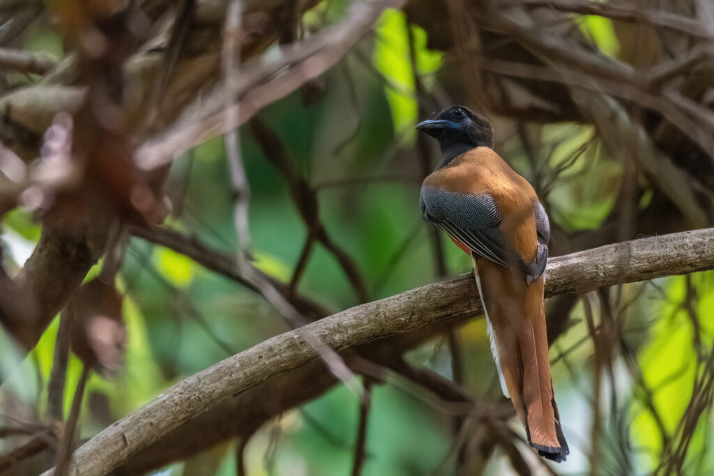 Malabar Trogon