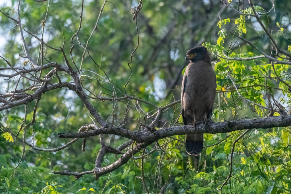 crested serpent eagle