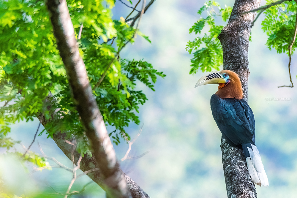 rufous-necked hornbill